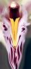 monstre orchidien.jpg